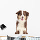 Australian Shepherd