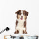 Australian Shepherd