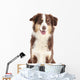 Australian Shepherd