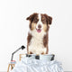 Australian Shepherd