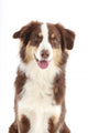 Australian Shepherd