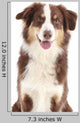 Australian Shepherd