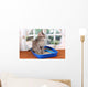 Small Gray Kitten Blue