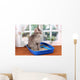 Small Gray Kitten Blue
