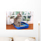 Small Gray Kitten Blue