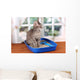 Small Gray Kitten Blue
