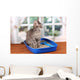 Small Gray Kitten Blue