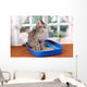 Small Gray Kitten Blue
