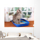 Small Gray Kitten Blue