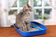 Small Gray Kitten Blue