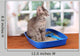 Small Gray Kitten Blue
