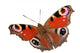 Papillon Détouré Wall Decal