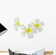 Tropical Flowers Frangipani Plumeria