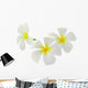 Tropical Flowers Frangipani Plumeria