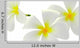Tropical Flowers Frangipani Plumeria