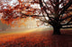Alone Tree Autumn Park