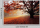 Alone Tree Autumn Park