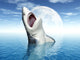 Great White Shark