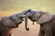 Elephants Touching Each Other Gently (greeting) Wall Mural