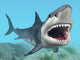 Great White Shark