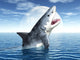 White Shark