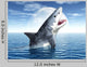 White Shark