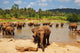 Elephant Sri Lanka