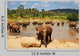 Elephant Sri Lanka