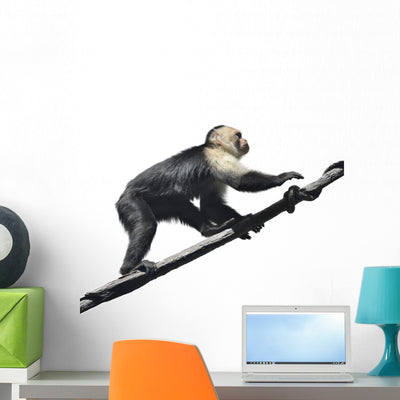 White-throated Capuchin Monkey shown on a wall
