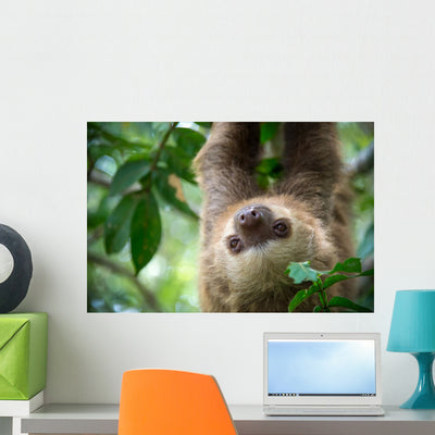 Two-toed Sloth shown on a wall