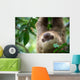Two-toed Sloth