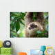 Two-toed Sloth