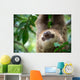 Two-toed Sloth