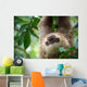 Two-toed Sloth