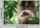 Two-toed Sloth