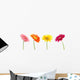 Colorful Gerbera Daisys Wall Decal