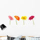 Colorful Gerbera Daisys Wall Decal
