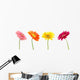 Colorful Gerbera Daisys Wall Decal