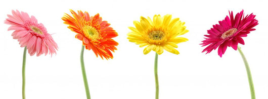 Colorful Gerbera Daisys Wall Decal