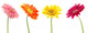 Colorful Gerbera Daisys Wall Decal