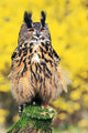 Eagle Owl Wall Mural