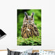 Eagle Owl Wall Mural