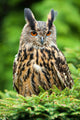 Eagle Owl Wall Mural