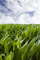Corn Crop Cereal Field