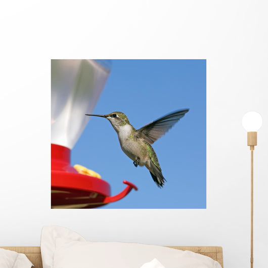 Female Ruby-throated Hummingbird flying by feeder. Blue sky. Wall Mural