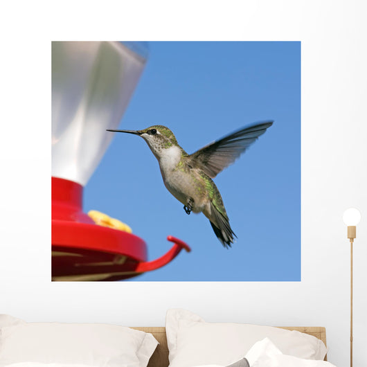 Female Ruby-throated Hummingbird flying by feeder. Blue sky. Wall Mural
