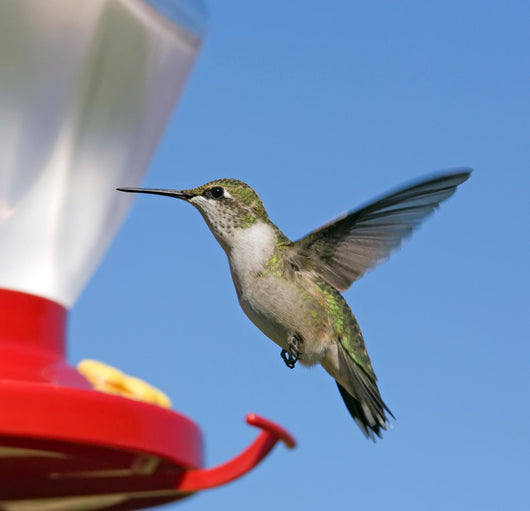 Female Ruby-throated Hummingbird flying by feeder. Blue sky. Wall Mural