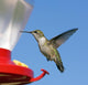 Female Ruby-throated Hummingbird flying by feeder. Blue sky. Wall Mural