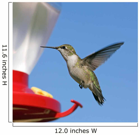 Female Ruby-throated Hummingbird flying by feeder. Blue sky. Wall Mural