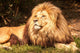 Lion King